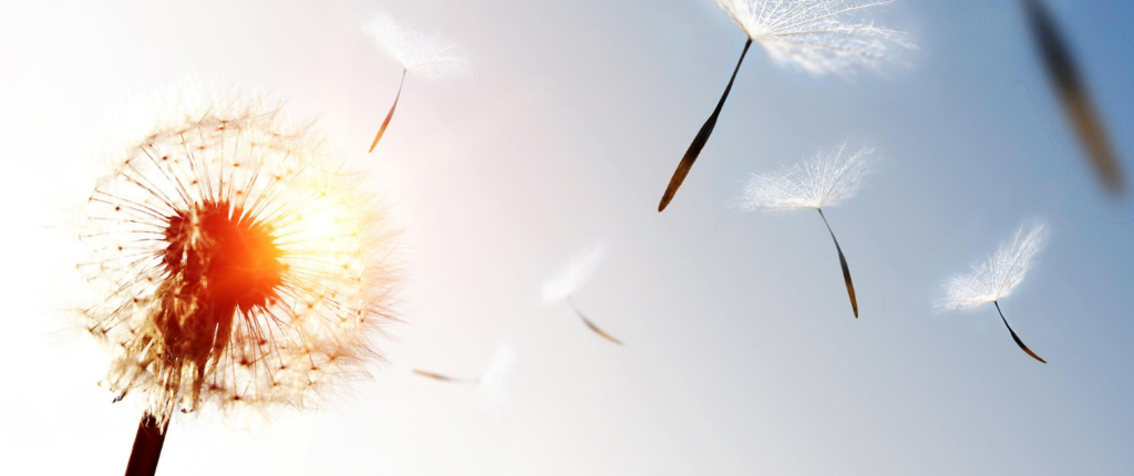 Eine Pusteblume im Gegenlicht